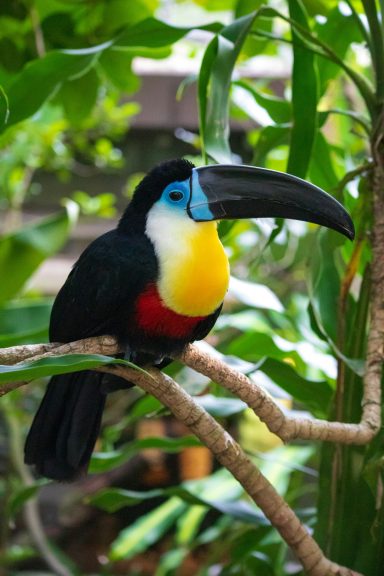 Tukan