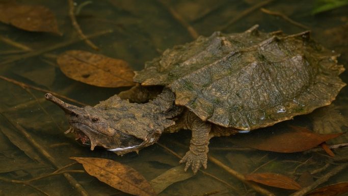 Mata Mata oder Fransenschildkröte