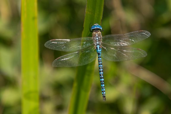 Libelle