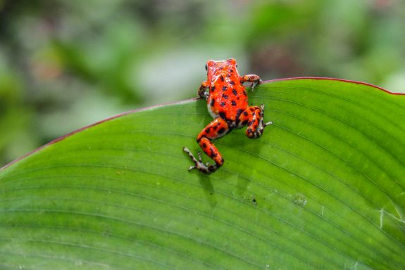 Pfeilgiftfrosch