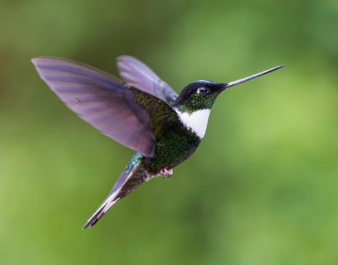 Kolibri